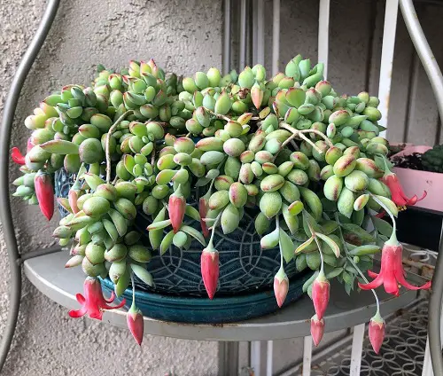 Cotyledon Pendens Succulent Care