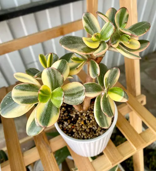 best Variegated Succulent Plants for Growing