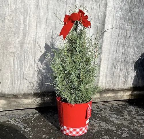 lovely Christmas plants outside