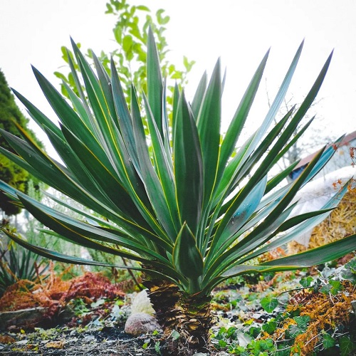 Best Desert Plants