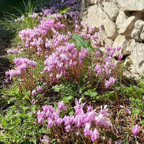 Bulbs to Grow Under the Oak Tree