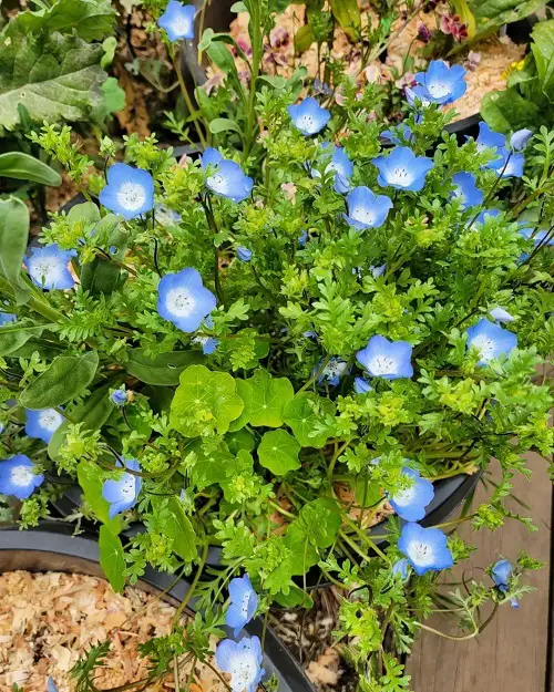 Best Annuals plant to Grow Under the Oak Tree