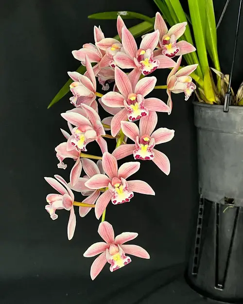 lovely Best Cymbidium Orchid Varieties