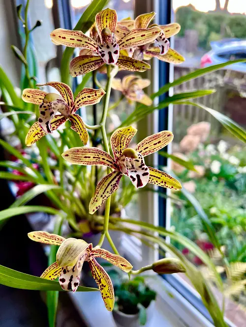 Top Cymbidium Orchid Types