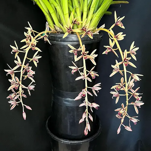 Cymbidium Orchid Varieties