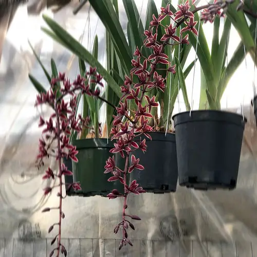 Amazing Best Cymbidium Orchid Varieties