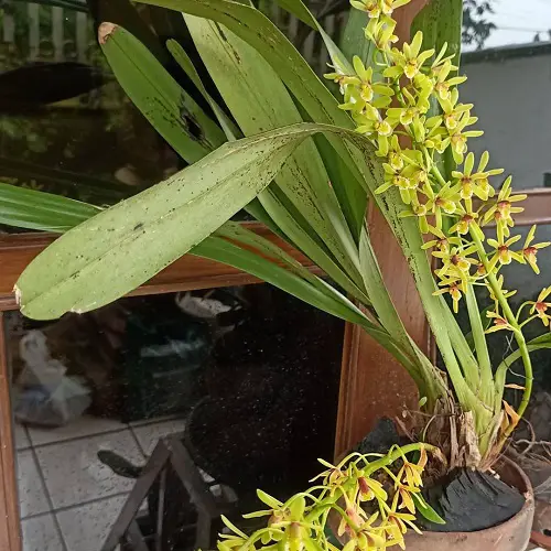 Best Cymbidium Orchid Varieties