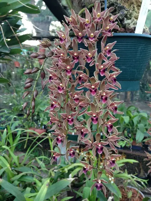 Best Cymbidium Orchid Varieties