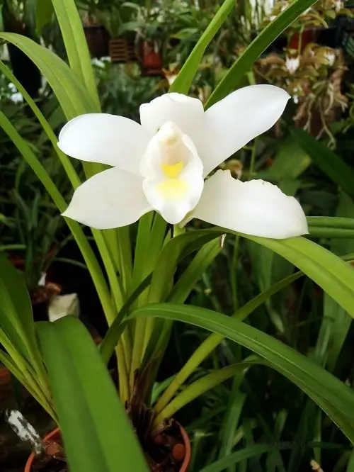 amazingb Top Varieties of Cymbidium Orchids