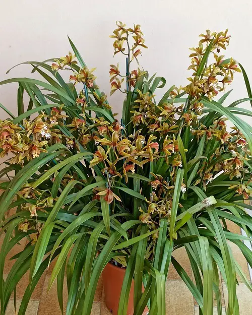 Best Cymbidium Orchid Varieties indoor