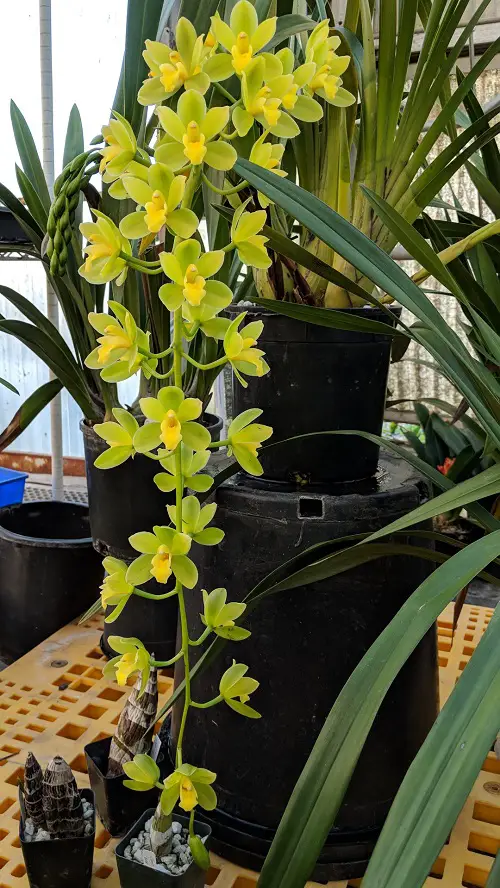Best Cymbidium Orchid Varieties