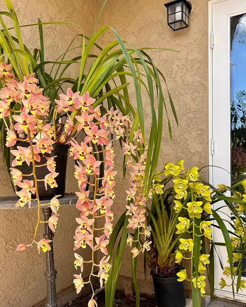 Best Cymbidium Orchid Varieties in pot
