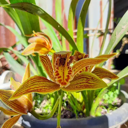 top Cymbidium Orchid Varieties