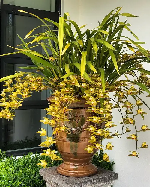 Cymbidium Orchid Growth Requirements