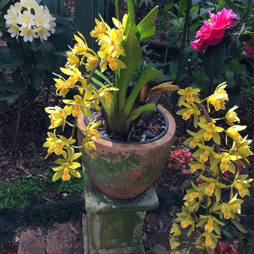 top Cymbidium Orchid Varieties