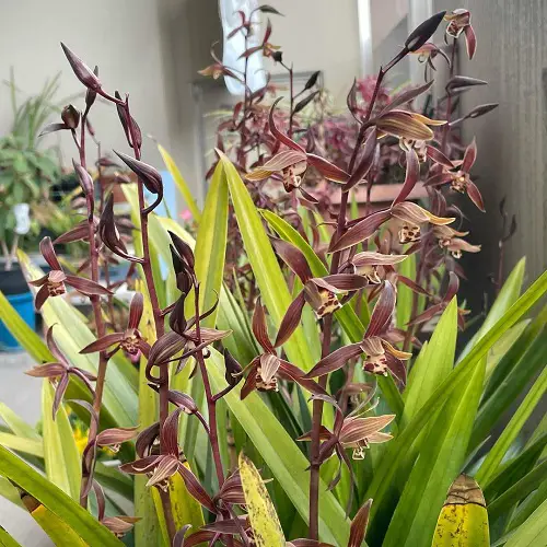 Top Varieties of Cymbidium Orchids