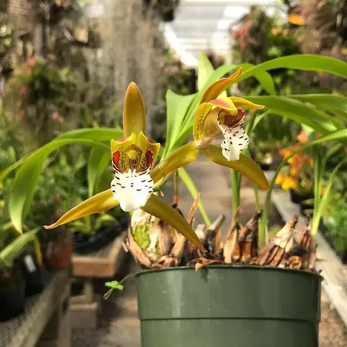 Best Cymbidium Orchid Varieties in garden