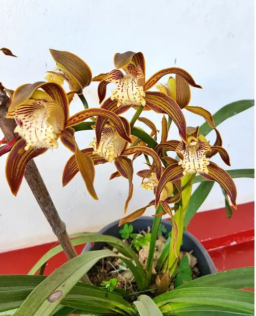 Cymbidium Orchid Varieties