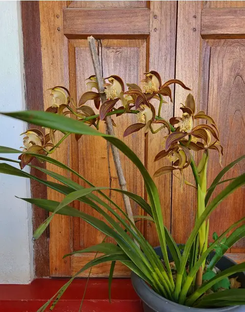Cymbidium Orchid Types
