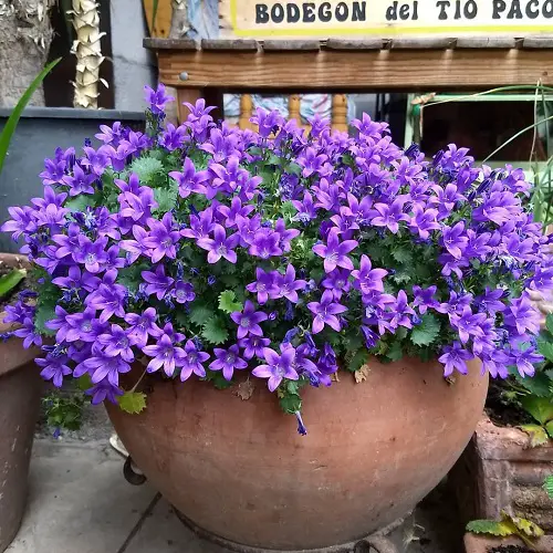 Types of Campanula 2