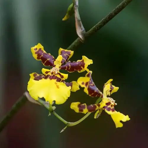 Rare and Unique Orchids