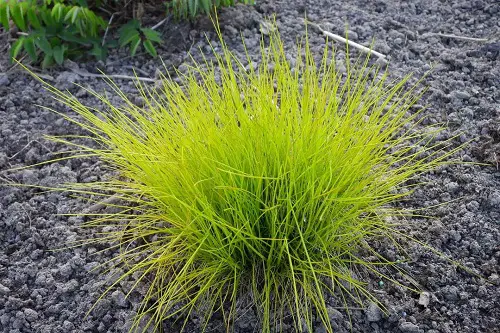top Grasses to Grow Under the Oak Tree