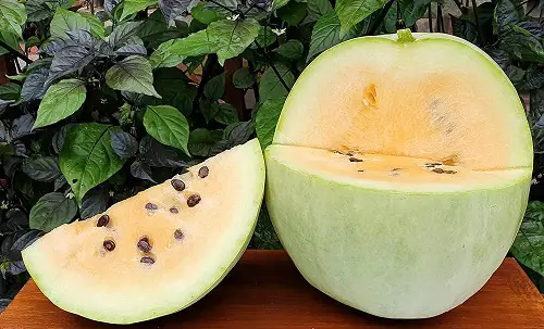 Yellow Watermelons