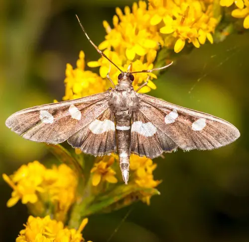 Amazing Magnificent Moths That Are Just as Gorgeous as Butterflies
