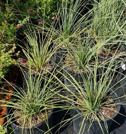 Best Herbs that Attract Money  4