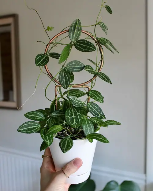 Dischidia ovata Care