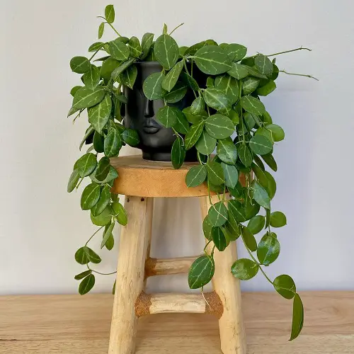 How to Grow Dischidia Ovata