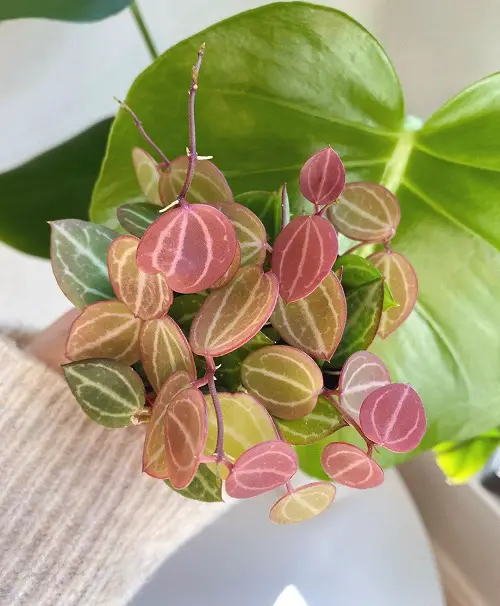 Dischidia ovata Plant Information