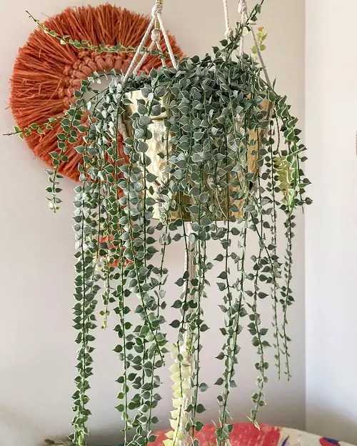 Dischidia Ruscifolia Care