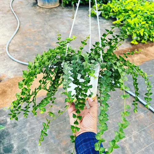 Requirements for Growing Dischidia Ruscifolia