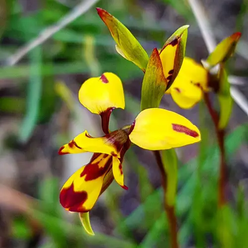 world's greatest unusual and rare orchids
