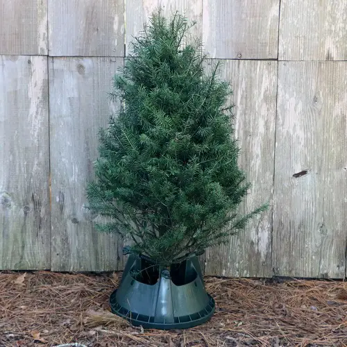 top Best Outdoor Christmas Plants