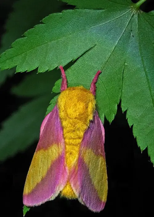 beautiful Adorable Moths That Equal Butterflies in Beauty
