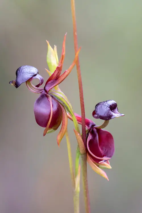 Gorgeous, Uncommon, and Rare Orchids from Across the Globe