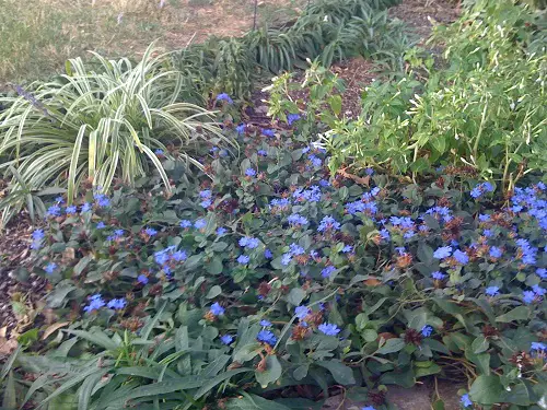 Best Ground Covers to Grow Under the Oak Tree