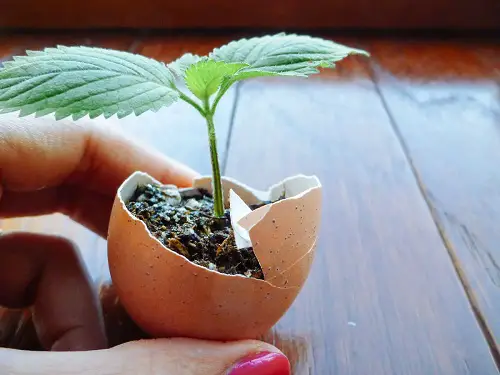 Eggshell Halves for Starting Seeds