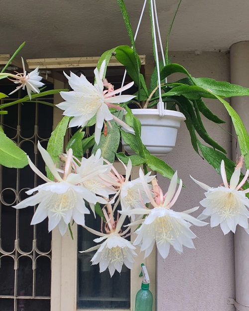 Best Indoor Flowering Vines decor