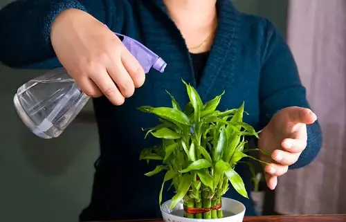 Best Fertilizers for Lucky Bamboo Plants Epsom Salt