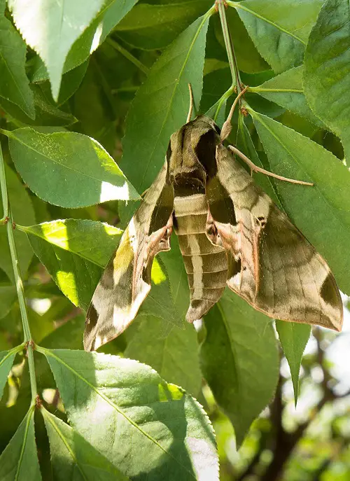 Adorable Moths That Are Just as Gorgeous as Butterflies