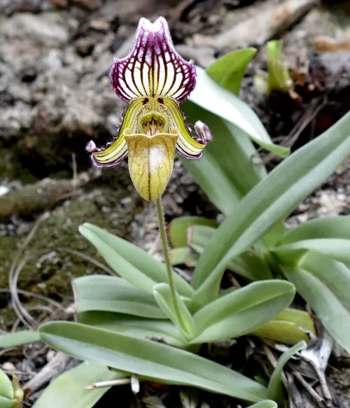 top best Gorgeous, Very rare, and Rare Orchids Worldwide