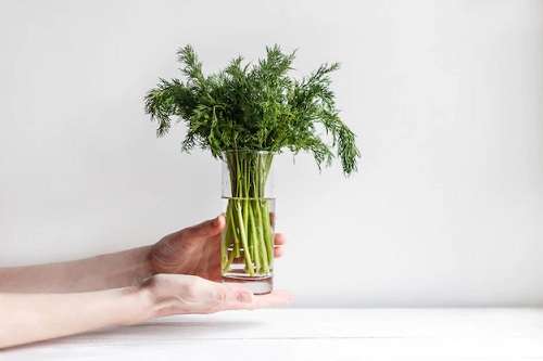 Plants that Grow in Water