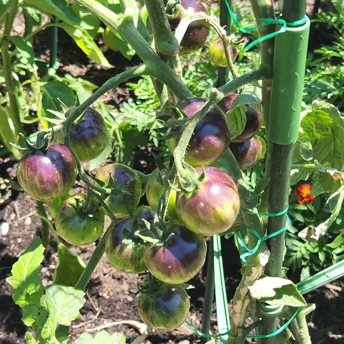 Black Strawberry Tomato Care