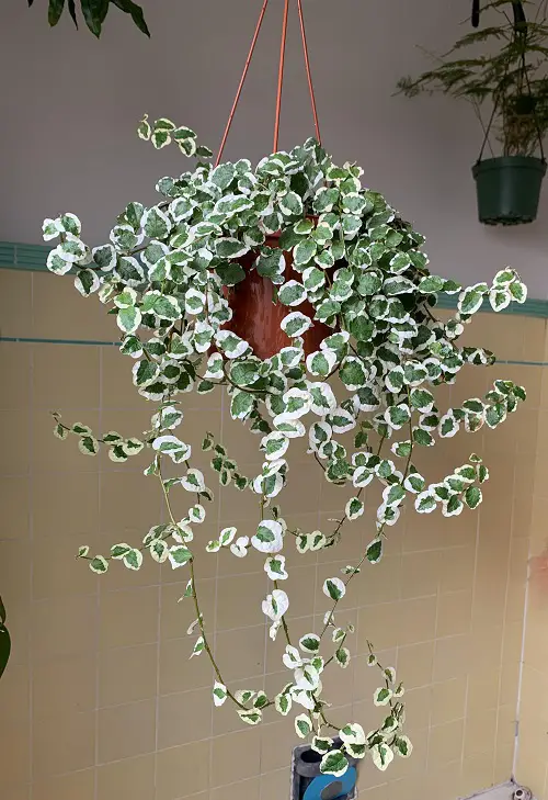 lovely Magnificent Green and White Indoor Plants