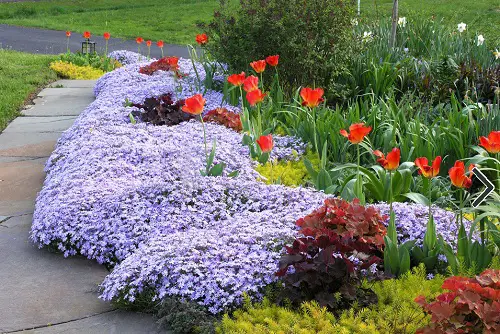 Phlox Flowerbed Lining the Path