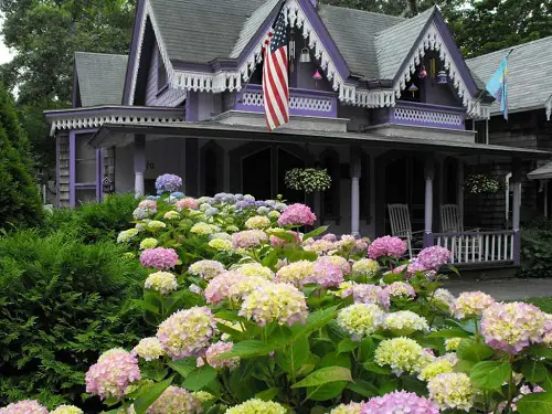 Hydrangea Flowerbed in garden