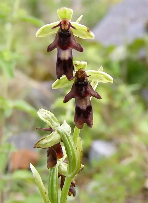 Finest Unique and Rare Orchids
